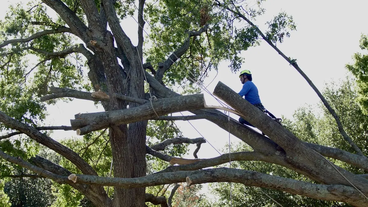Professional Hazardous Tree Removal performed by certified arborists in South Byron