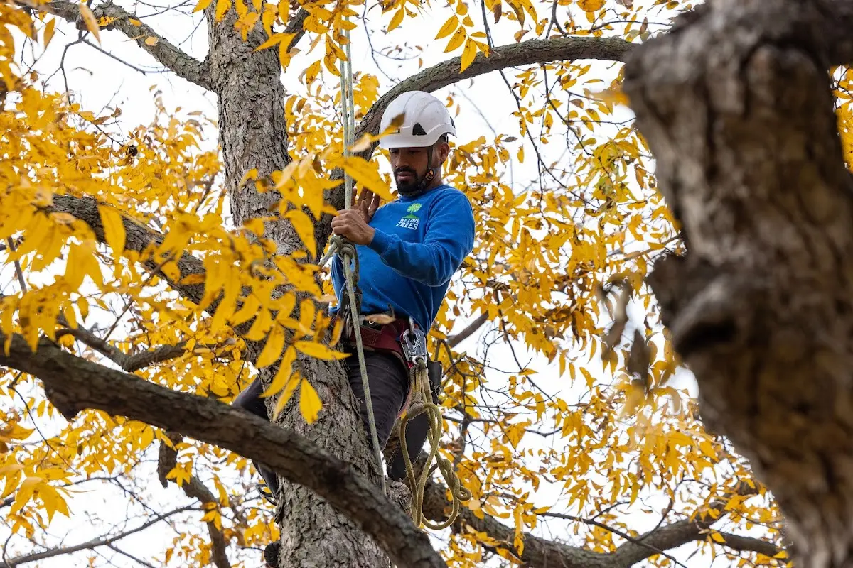 Skilled Storm Damage Cleanup crew working in South Byron