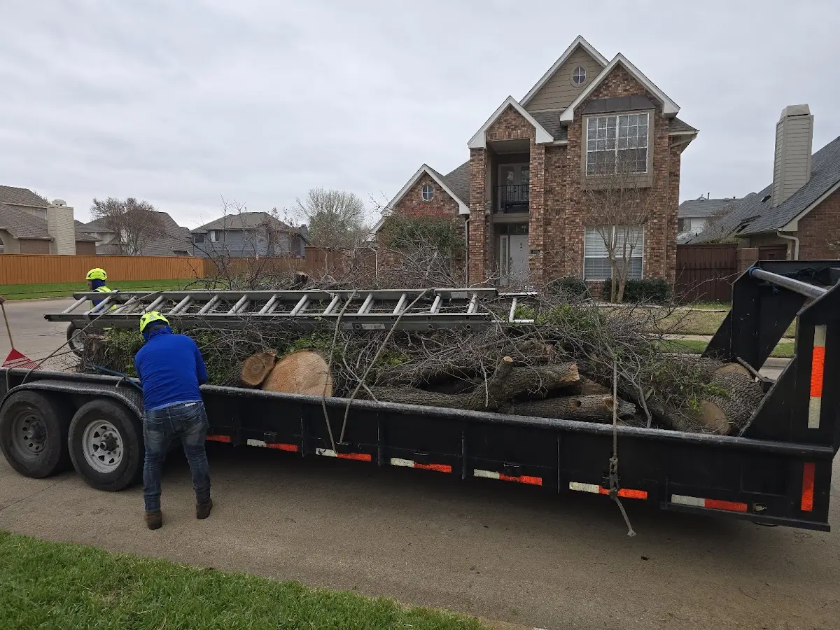 Expert Tree Pest Control with proper safety equipment in South Byron